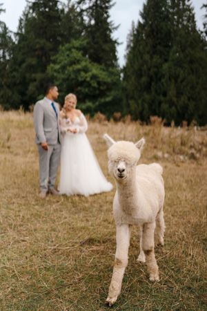 White alpaca stands in a grassy field with a wedding couple in the background.
