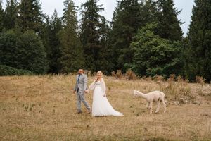 A couple in wedding attire stands in a field while a white llama photobombs their wedding photo.