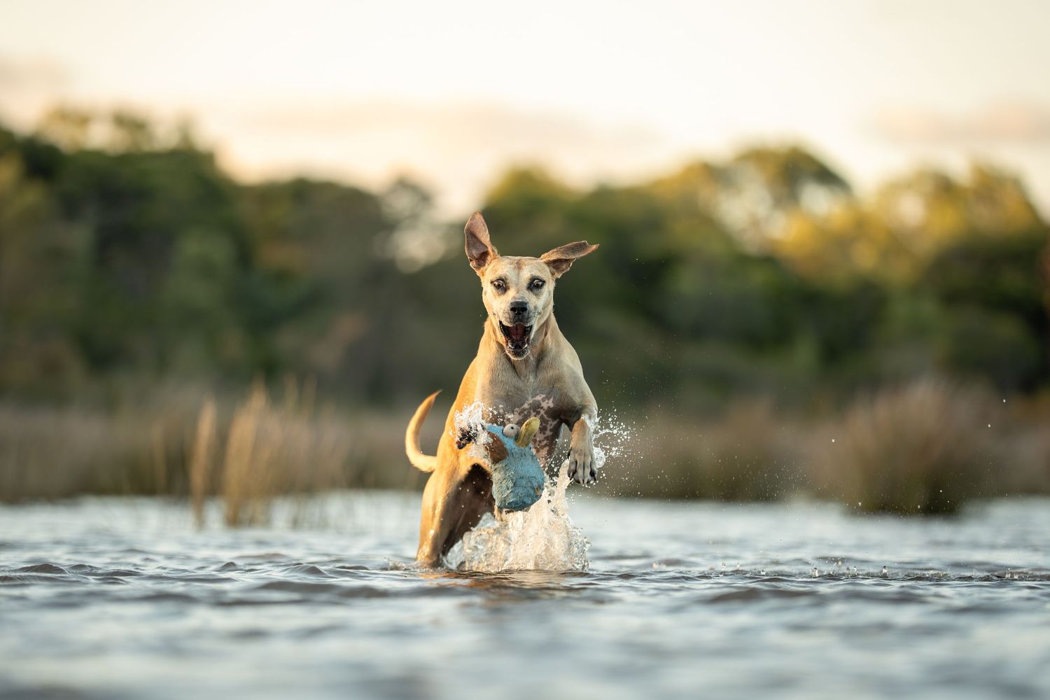 A dog splashes and plays in shallow water at sunset creating dramatic water droplet patterns.