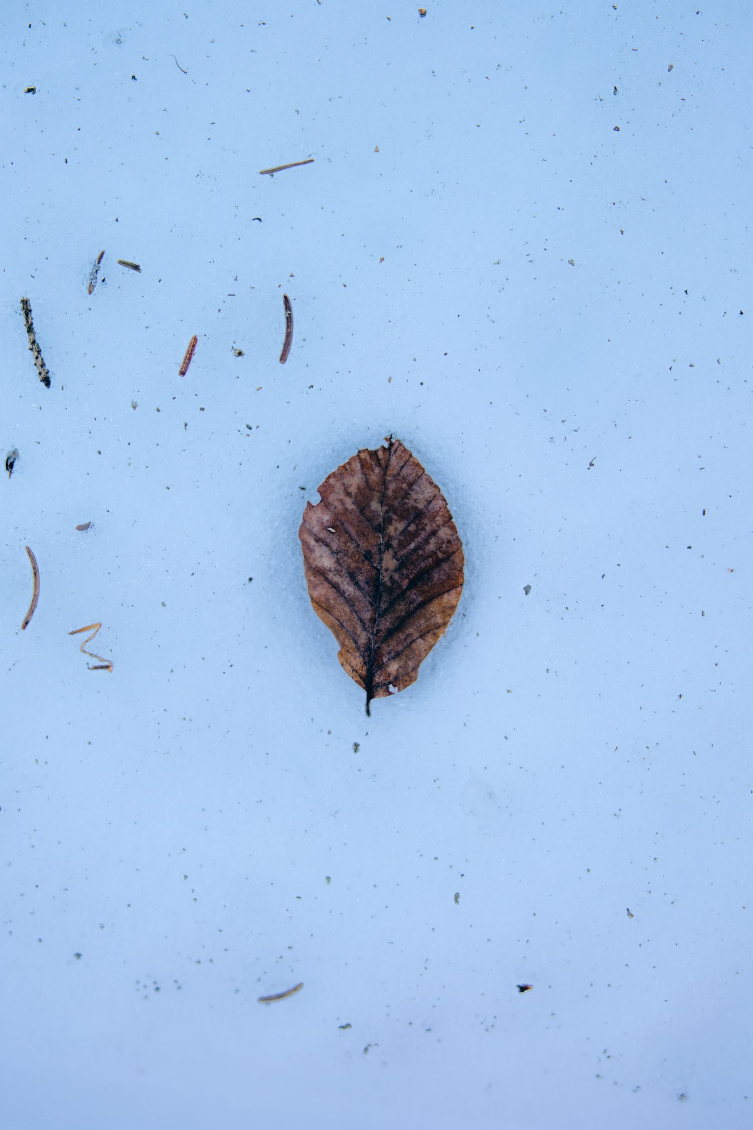 feuille dans la neige