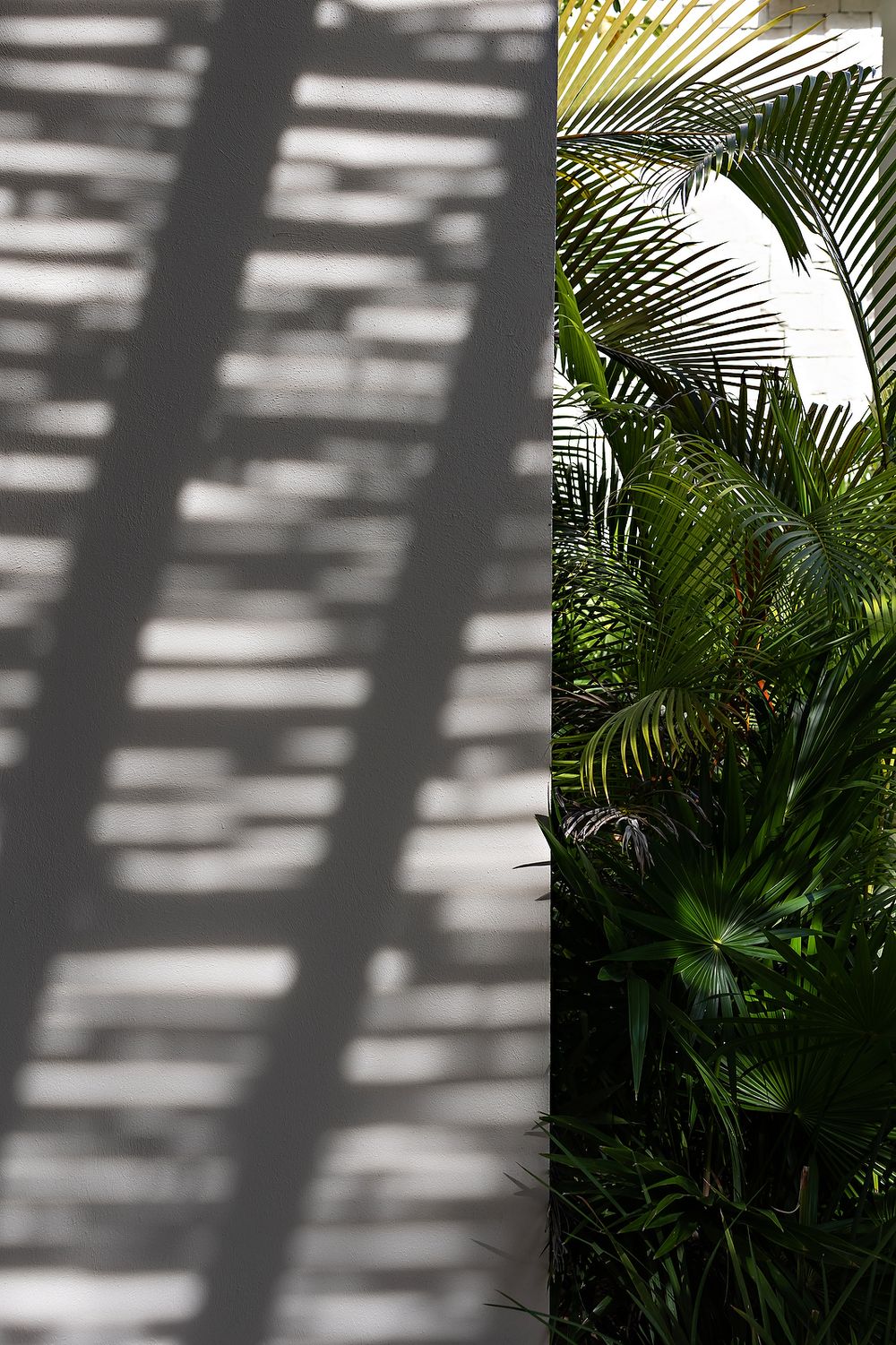 Soft light filtering through palm leaves at Secrets Moxché Playa del Carmen during a destination wedding morning.