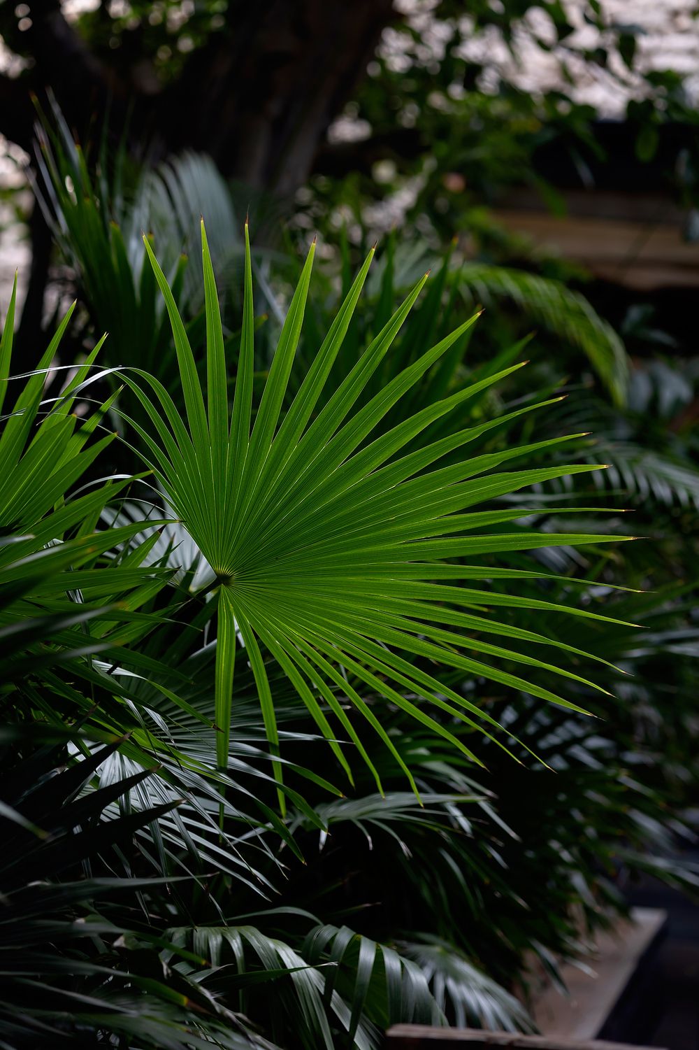 Close-up views of vibrant green palm fronds with dramatic lighting in a tropical setting.
