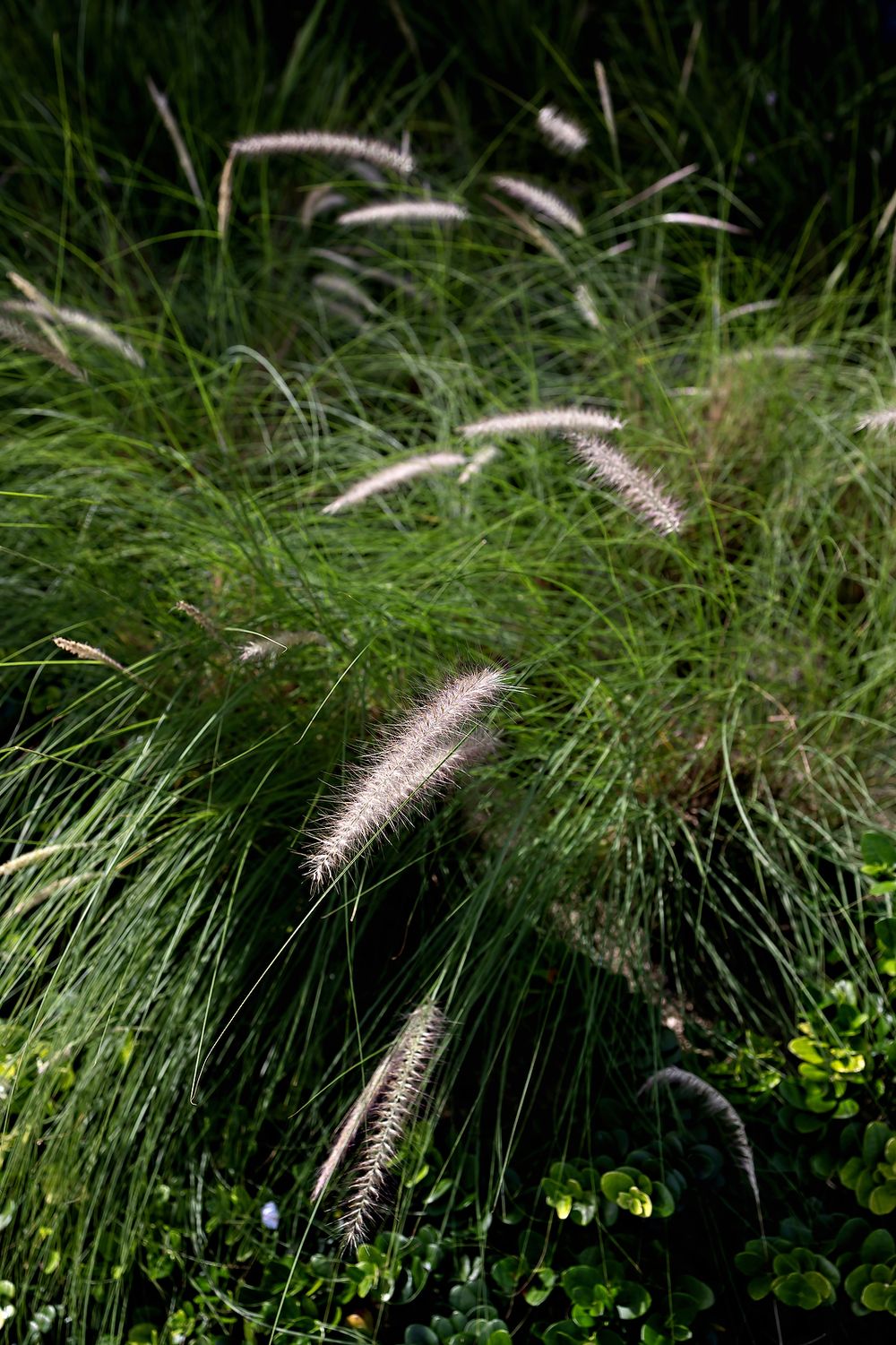 Ornamental fountain grass with feathery white plumes swaying in a garden landscape.