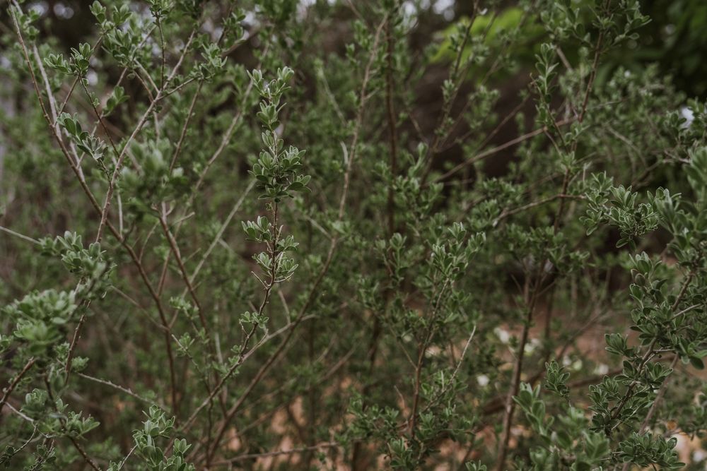 Lush green foliage creates a natural backdrop for an outdoor wedding ceremony space.