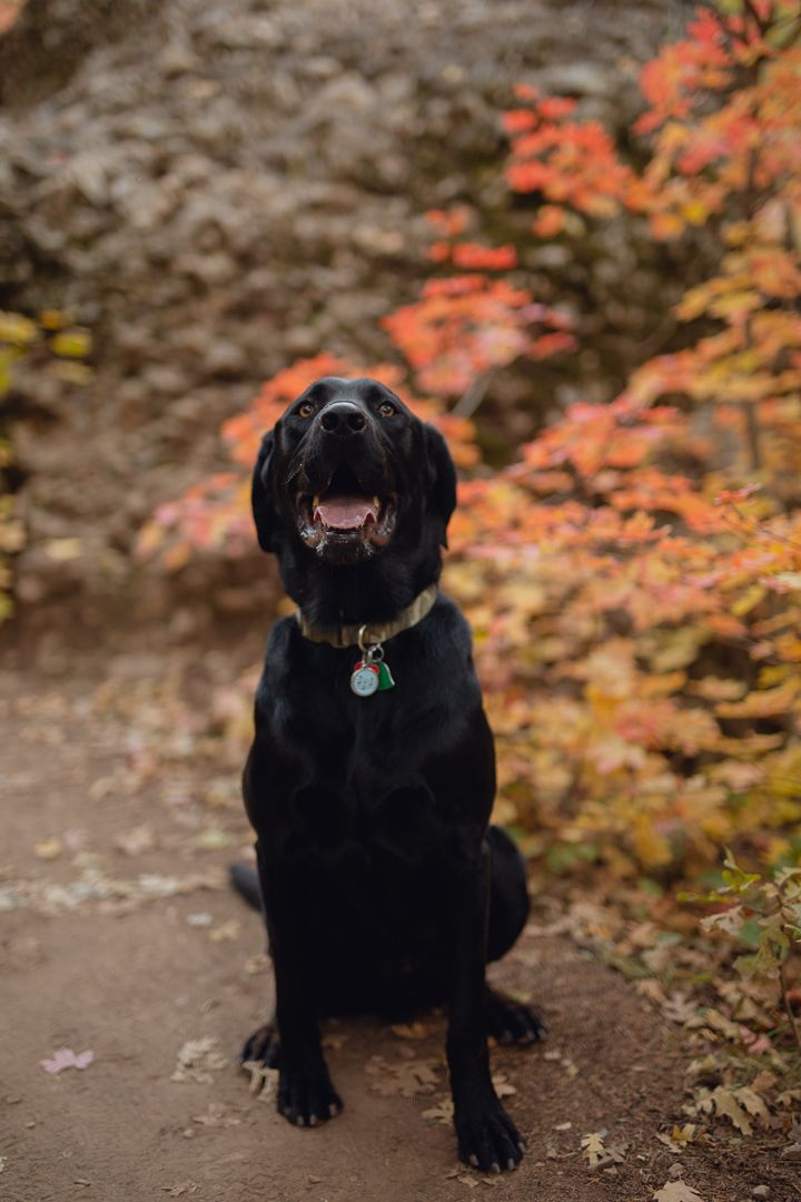 Black Labrador Retriever sitting proudly in front of vibrant fall foliage outdoors.