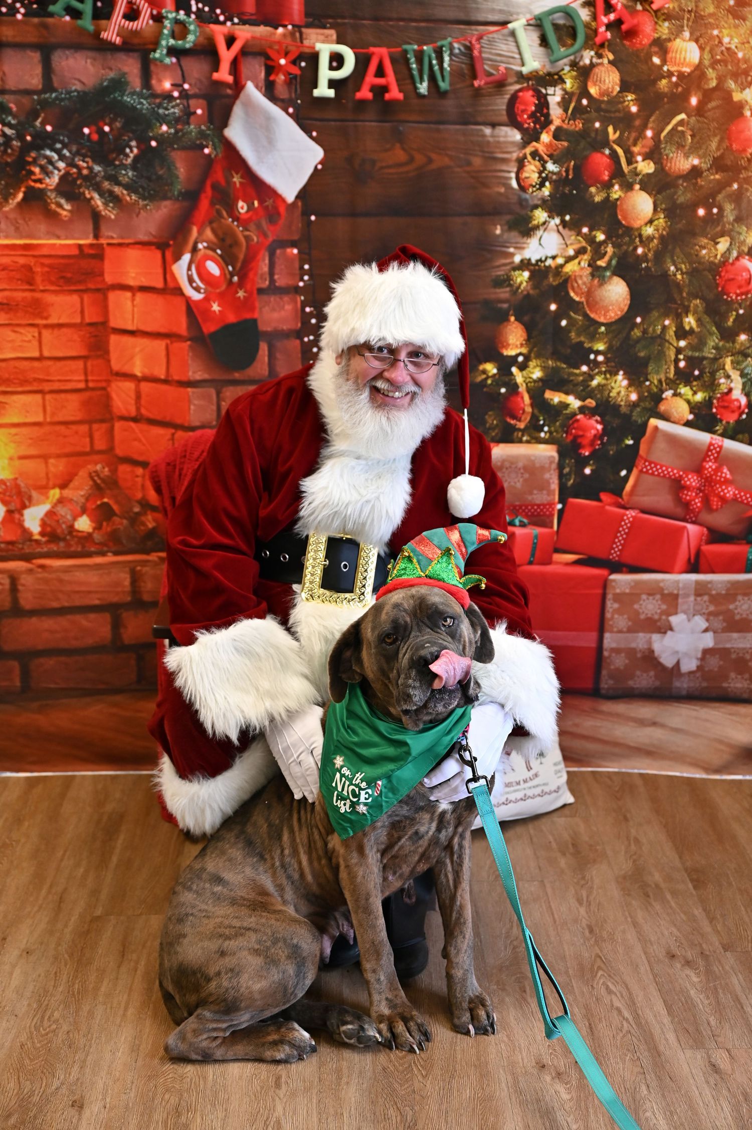 A dog wearing a festive green elf costume poses with holiday decorations and wrapped presents in a Christmas setting.
