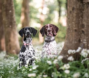 Two spotted Dalmatian dogs rest among delicate white flowers in a sunlit wooded forest setting.