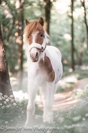 A white and brown pony stands in a dreamy forest setting with soft bokeh lighting and natural woodland surroundings.
