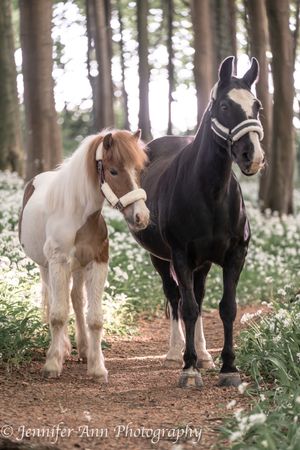 Three miniature horses stand together on a forest path surrounded by white wildflowers and tall trees.