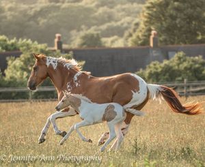 A sequence of running horses galloping through a sunlit meadow shows their graceful movement across the frame.
