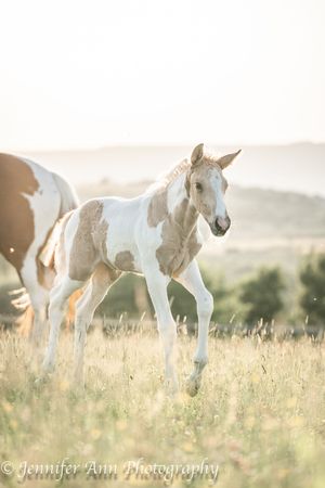 White foal walks through golden grass field at sunset in dreamy panoramic nature photography.