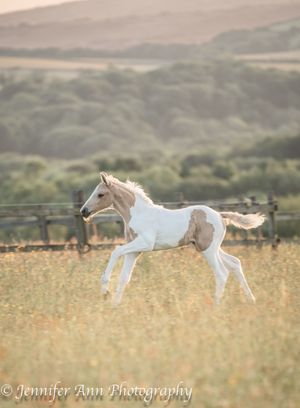 A white horse gracefully leaps and gallops through a golden field at sunset with mountains in the background.