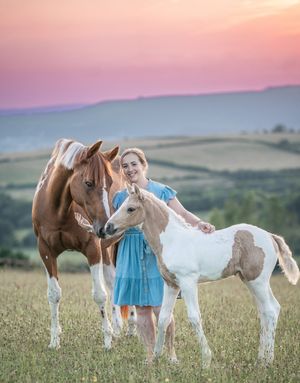 Three horses graze together in a pastoral field at sunset with pink and purple sky in the background.