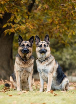 Two German Shepherd dogs sitting together on autumn leaves under a tree with golden foliage in the background.