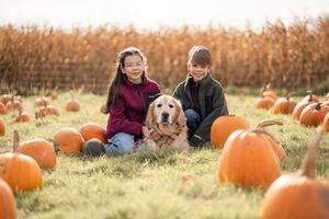 A couple and their golden retriever sit together in an autumn pumpkin patch surrounded by orange pumpkins.