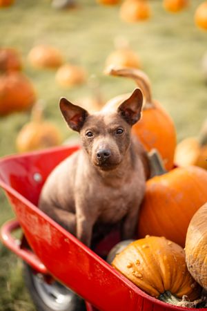 A small brown Siamese kitten sits in a red wagon surrounded by orange pumpkins in an autumn scene.