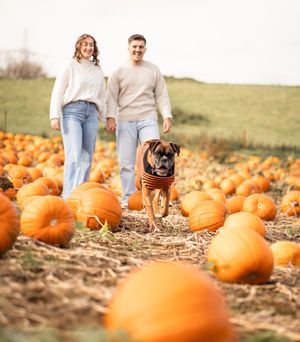 A couple walks with their boxer dog through a rustic pumpkin patch on an autumn afternoon.