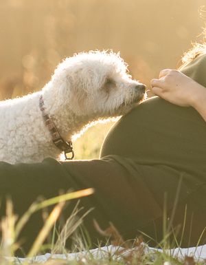 A white dog resting in tall grass during golden hour with sunlight creating a warm backlit glow.