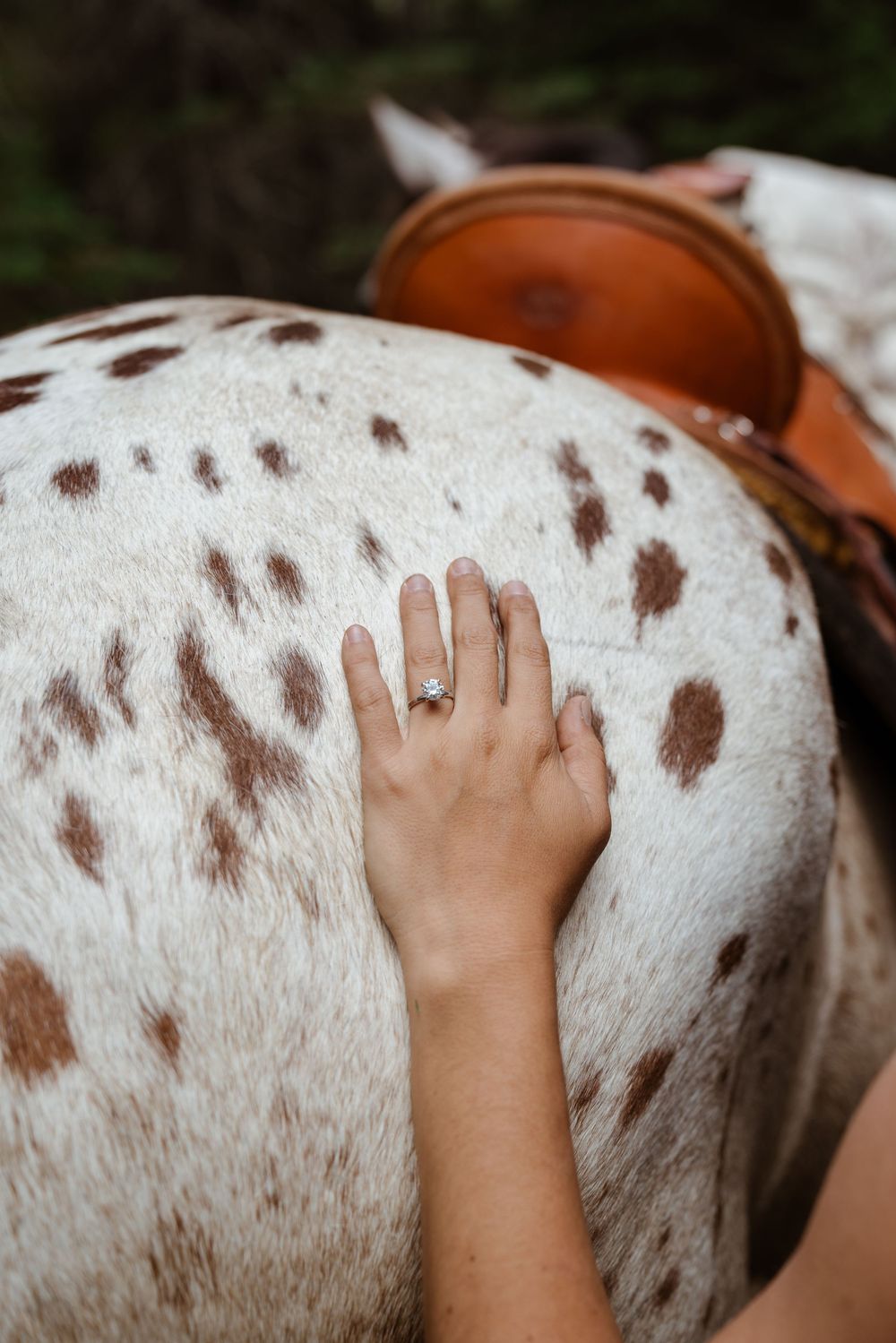 Woman's hand shows off new engagement ring by resting on the rump or a leopard appaloosa horse.