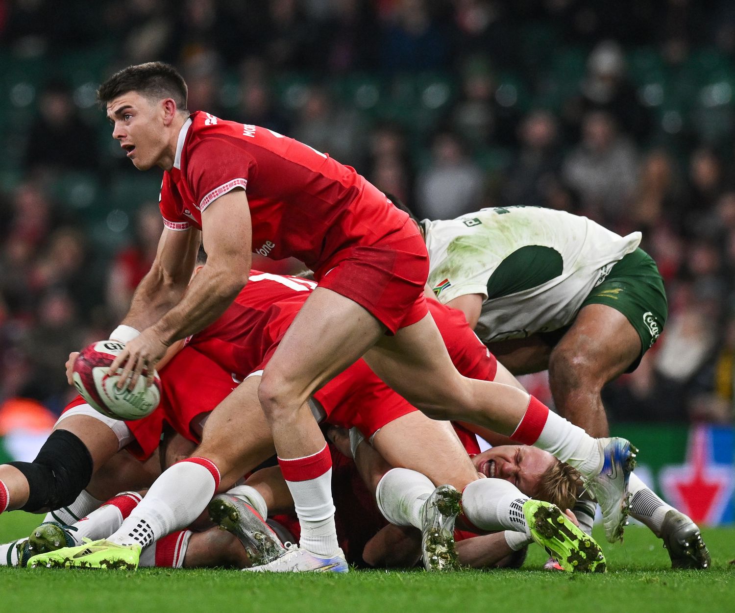 Rugby players compete for the ball during a scrum in an intense match between teams in red and white uniforms.