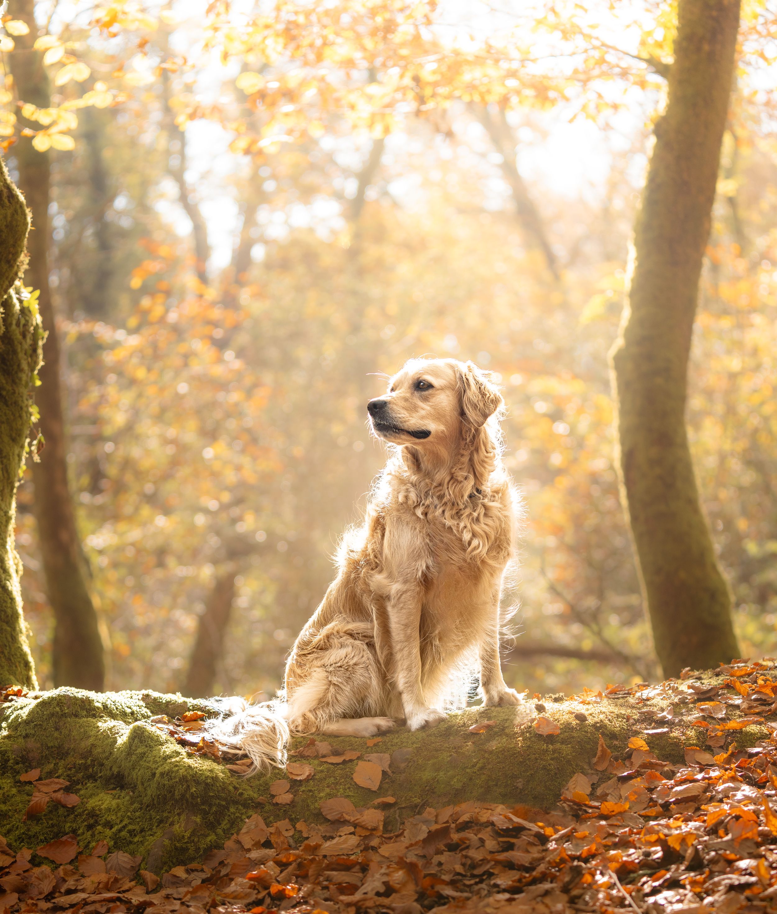 Golden retriever dog sitting majestically on fallen leaves in misty autumn forest.