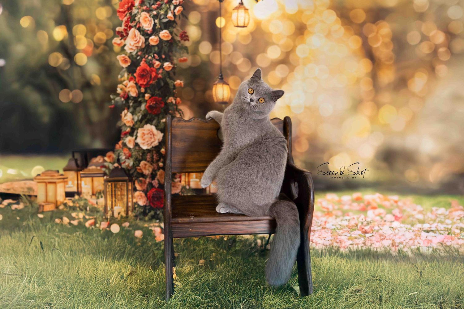 A British Shorthair cat with grey fur and yellow eyes sits inside a red pet carrier at what appears to be a show or event.