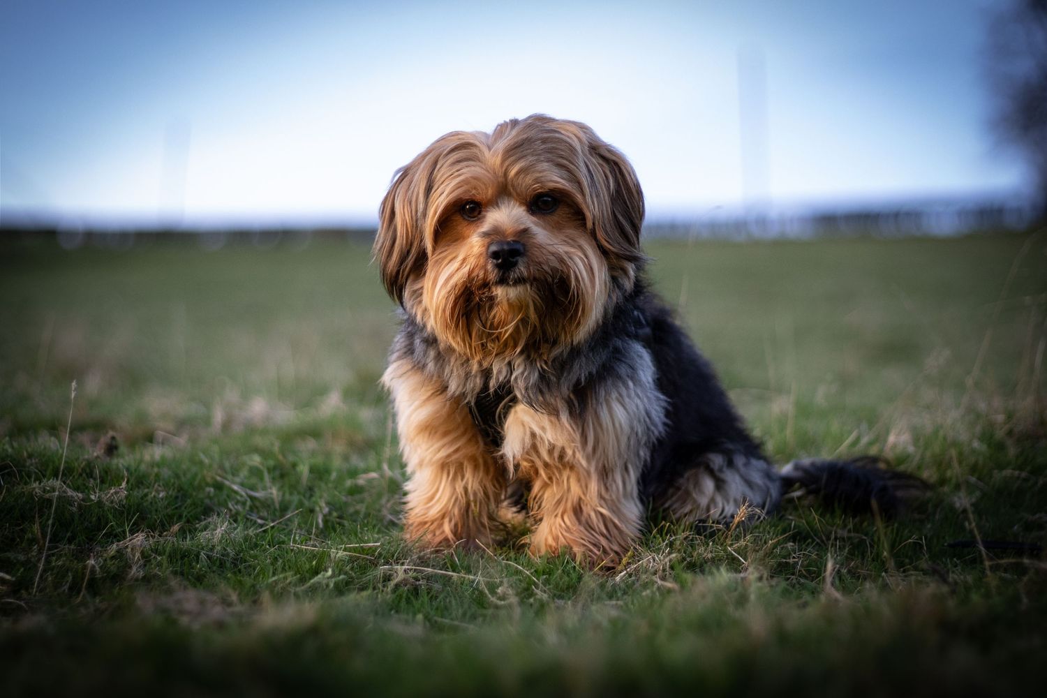 Photograph of a Yorkshire Terrier By Woodland Workbench