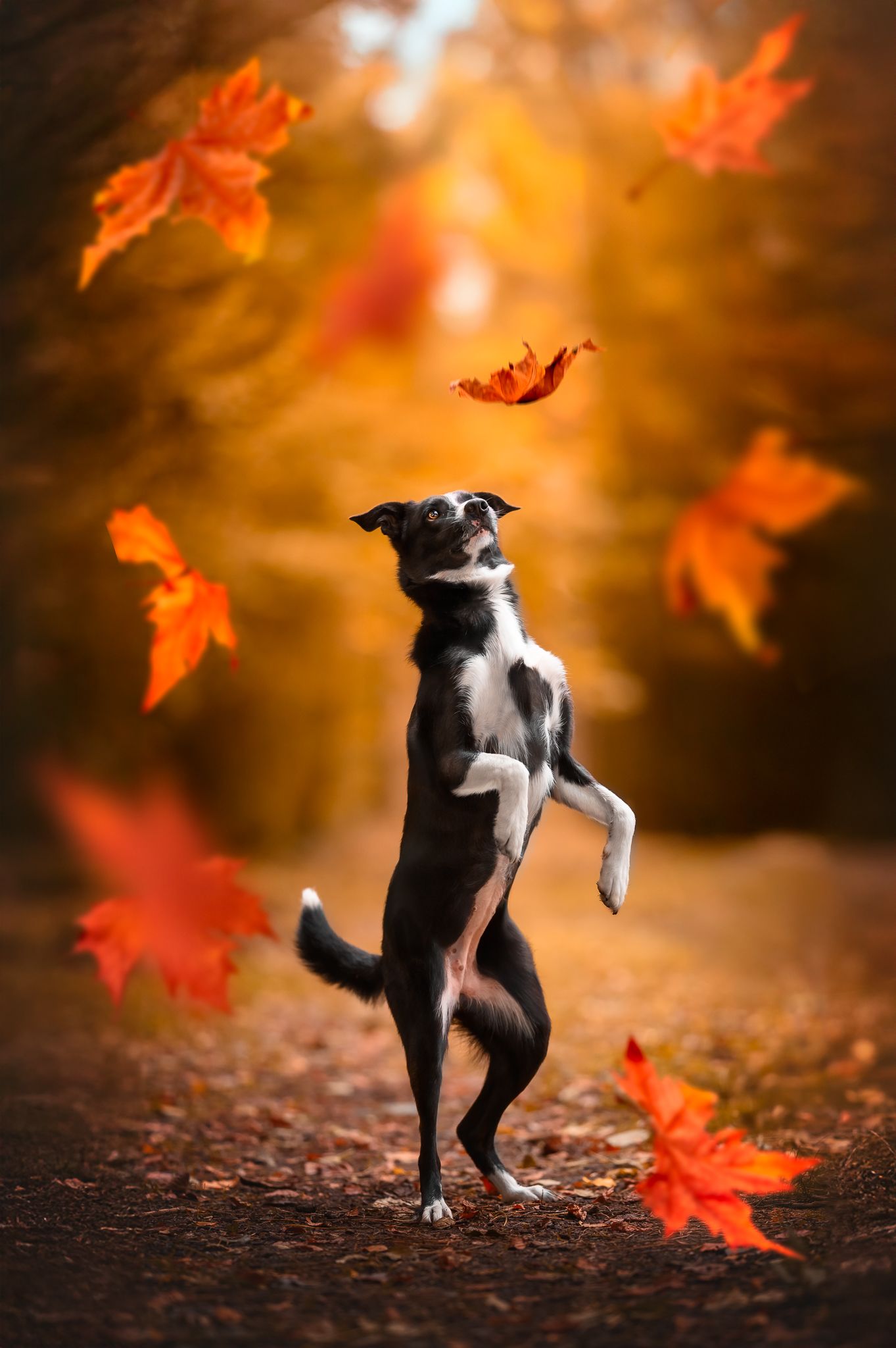 Séance photo chien automne en Meuse