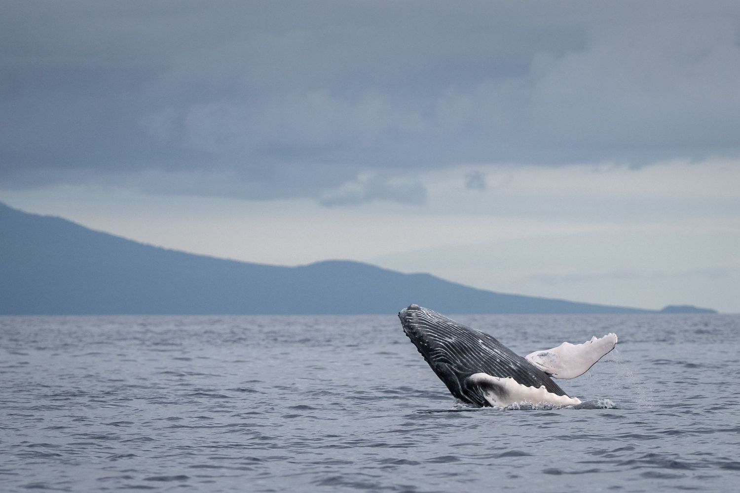 A humpback whale gently breaching, with blue-gray clouds and a blue mountain in the background. Photo by Jessica Rix. #wacc:wild