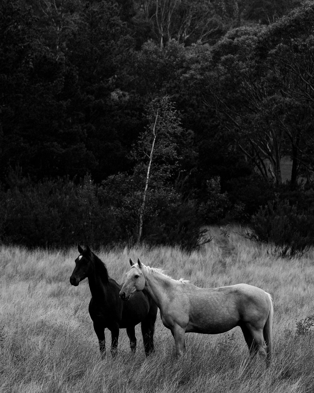 Spurlo Style Photography | Paul Spurling Photographer | Melbourne