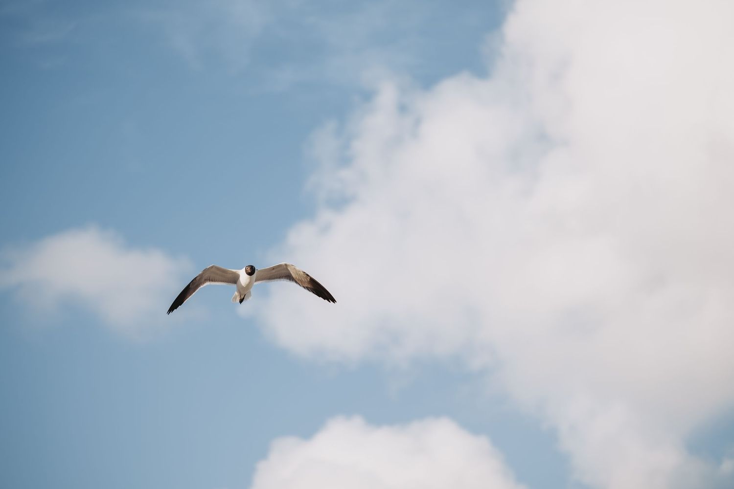 White seagull soaring against a bright blue sky with white puffy clouds in the background.