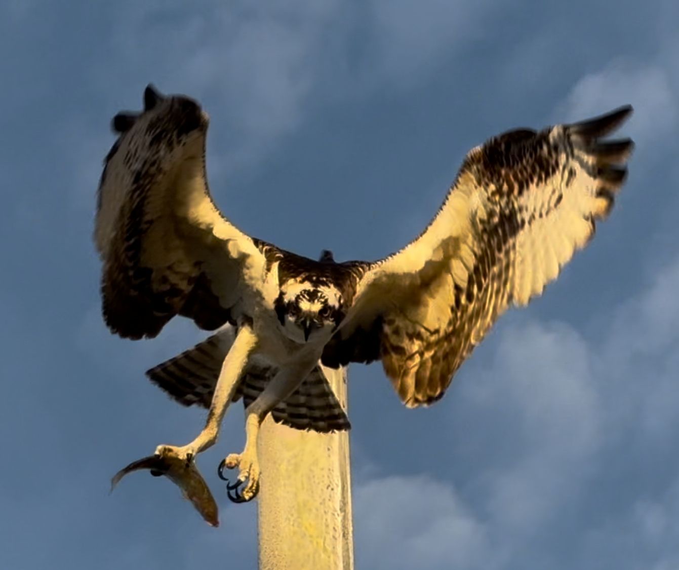 Osprey flying off of wooden post with wings spread at golden sunset.