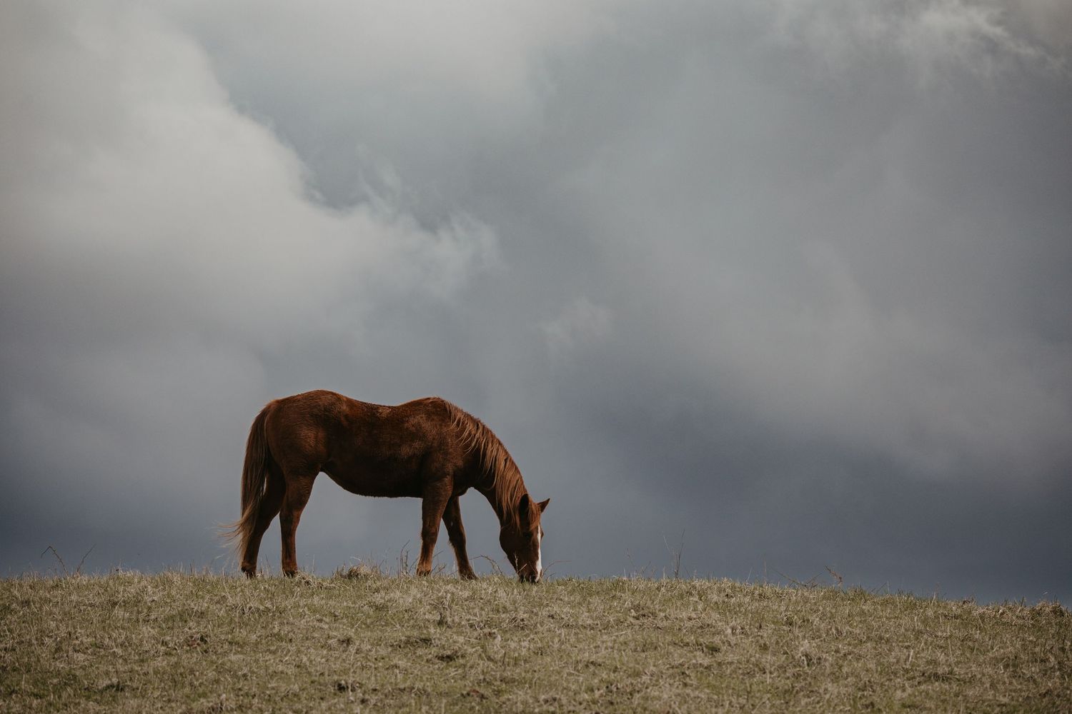 Horses stand silhouetted on a ridge against dramatic storm clouds.