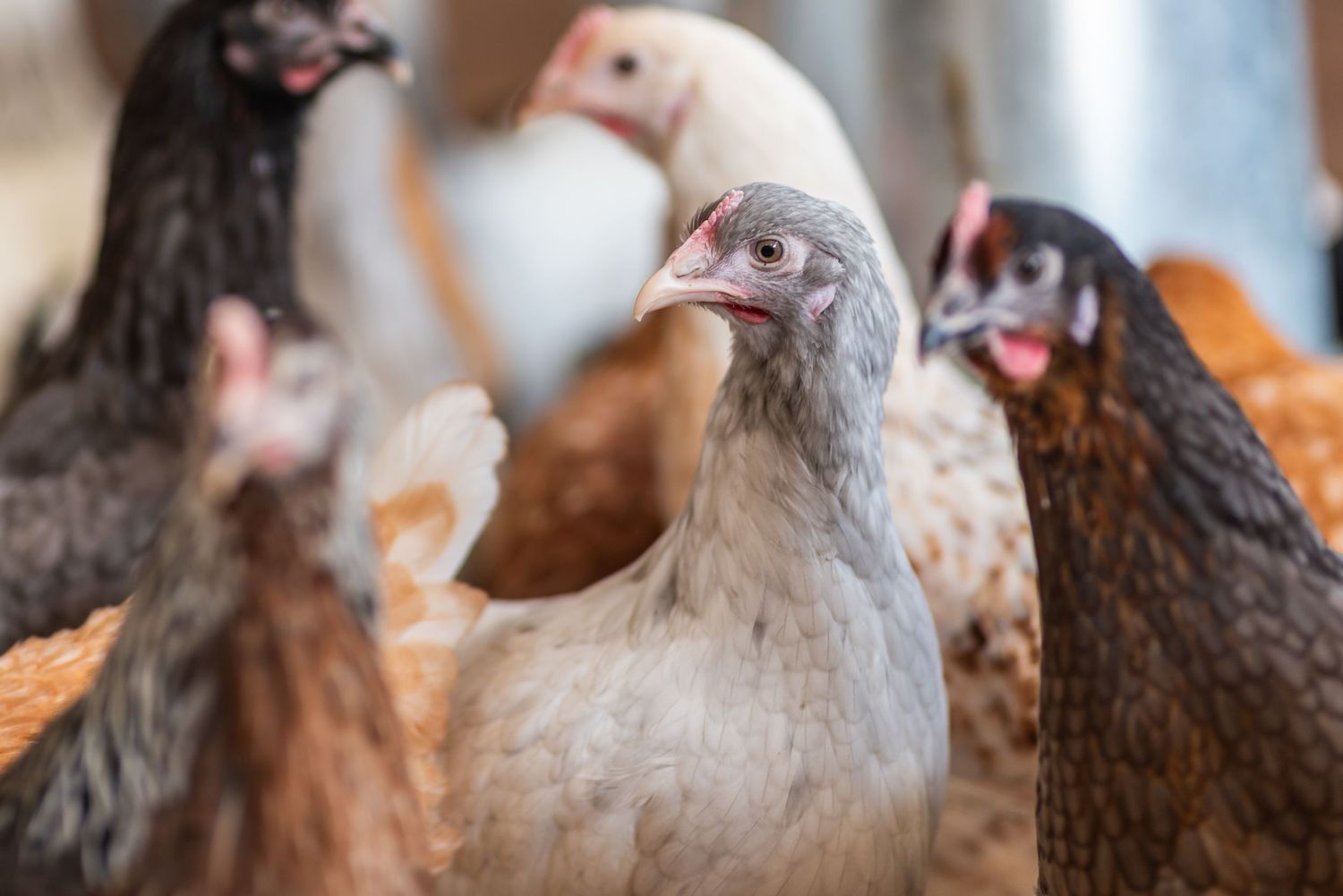 Close-up portraits of chickens showing different breeds and feather patterns.