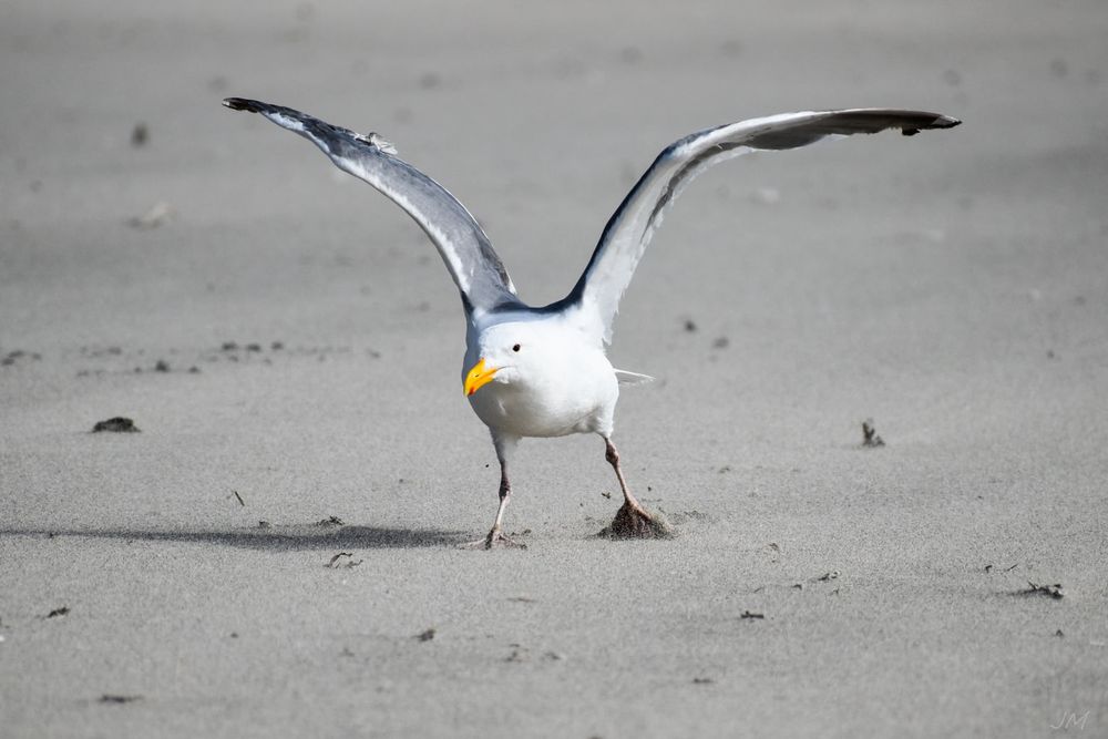 Seagull landing on a sandy beach with wings spread out.