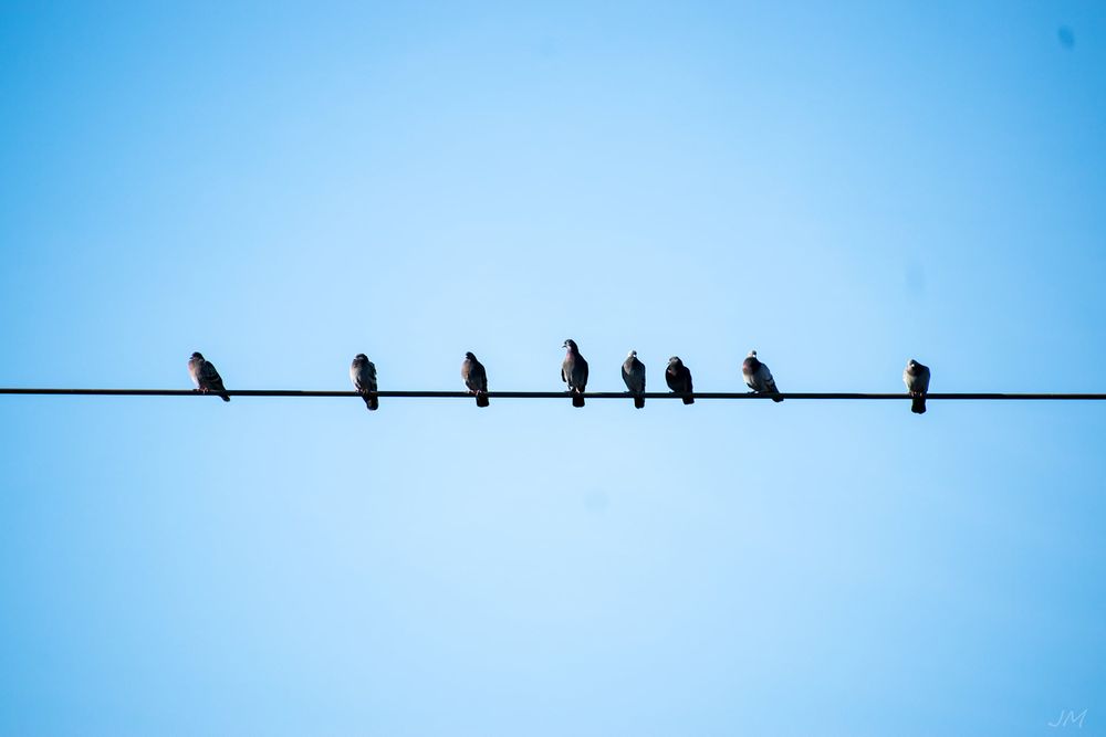 Silhouettes of birds perched on a power line against a bright blue sky.