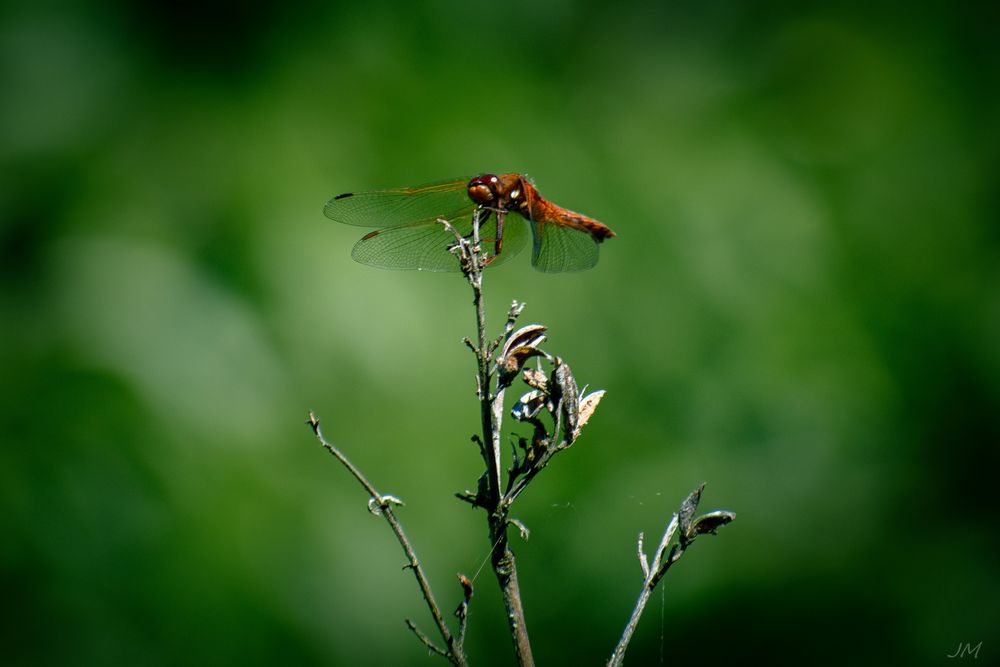 Dragonfly perched on a plant stem against blurred green background.