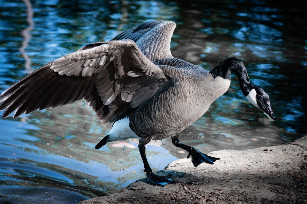 Canadian geese gathering at the water's edge in dramatic lighting.
