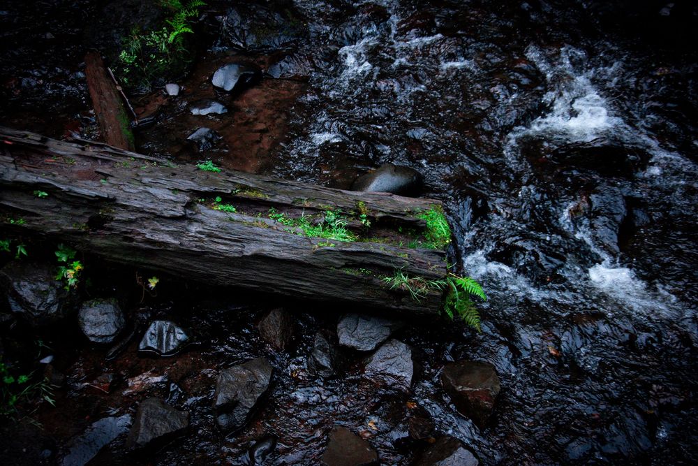 Mountain stream flowing over dark rocks with green plants in low light.