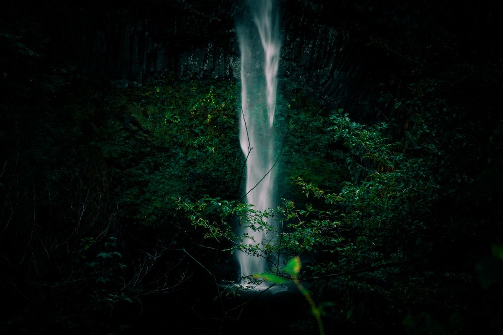 Mystical green light filtering through dark forest trees at night.