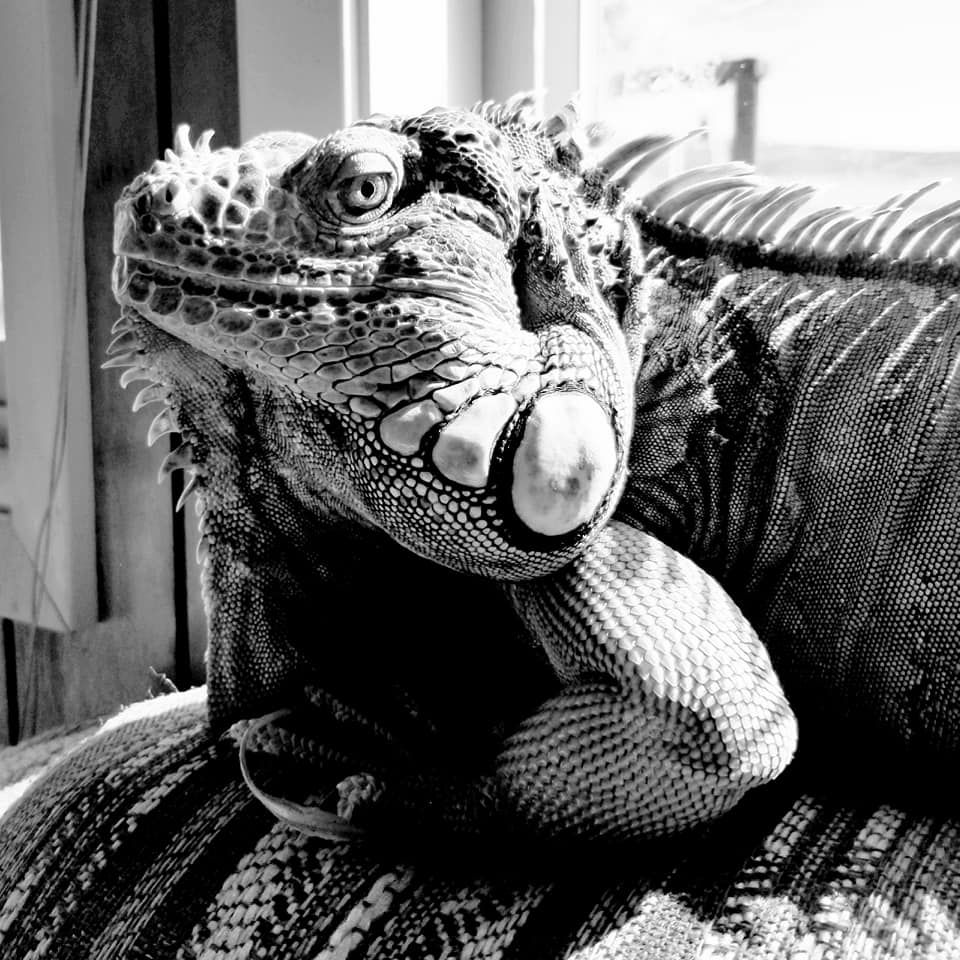 Close-up black and white portrait of an iguana showing detailed scaly texture.