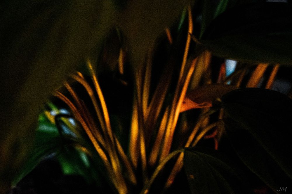 Silhouetted palm fronds glow with warm orange backlighting in the darkness.