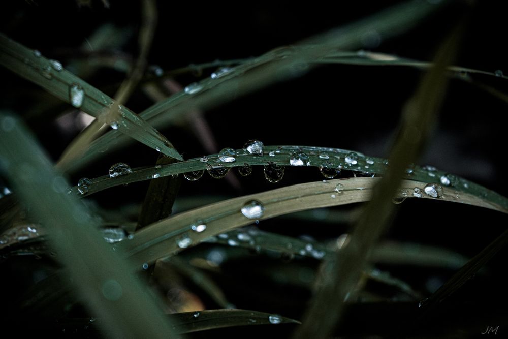 Macro shot of water droplets on dark green grass blades in low light.