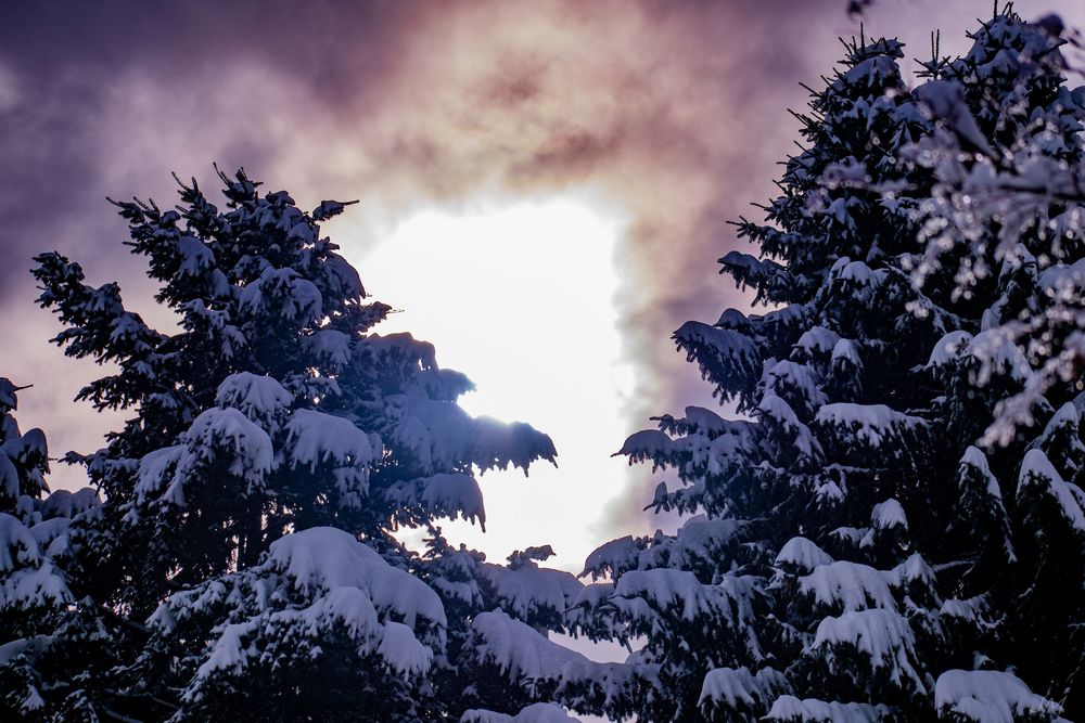 Snow-covered evergreen trees frame a dramatic purple sky with sunlight breaking through.
