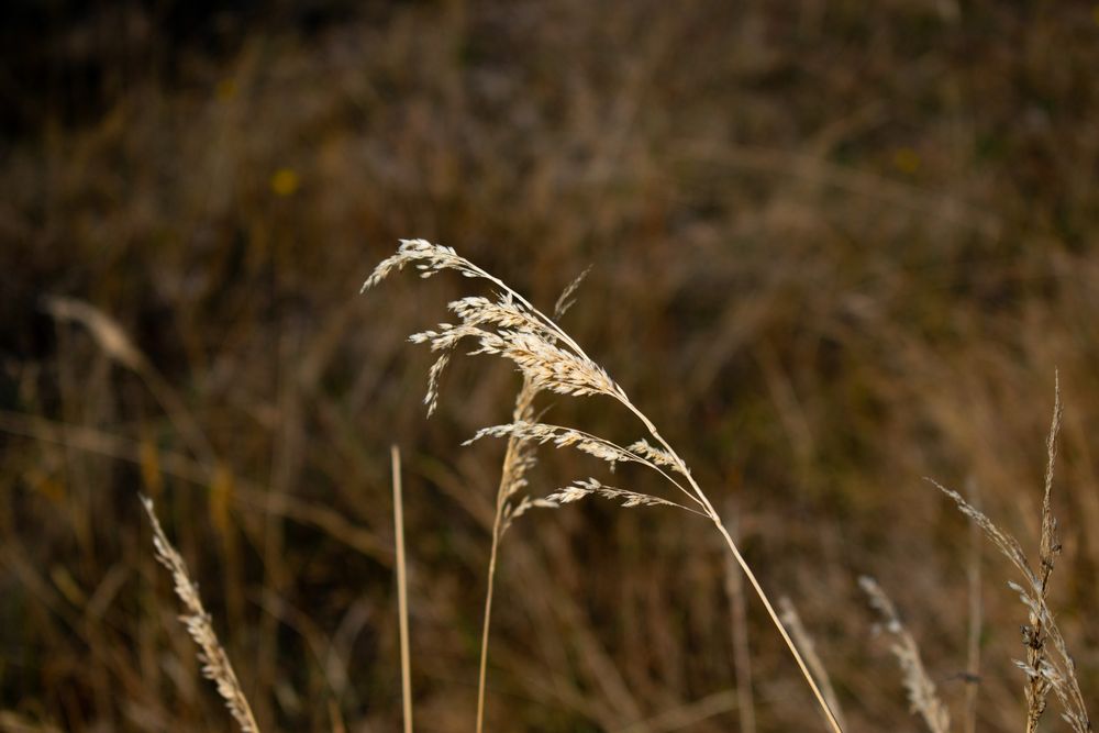 Golden dried grass stems sway against a blurred brown natural background.