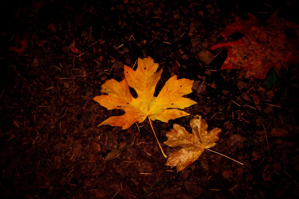 Orange maple leaves arranged dramatically on dark background with moody lighting.
