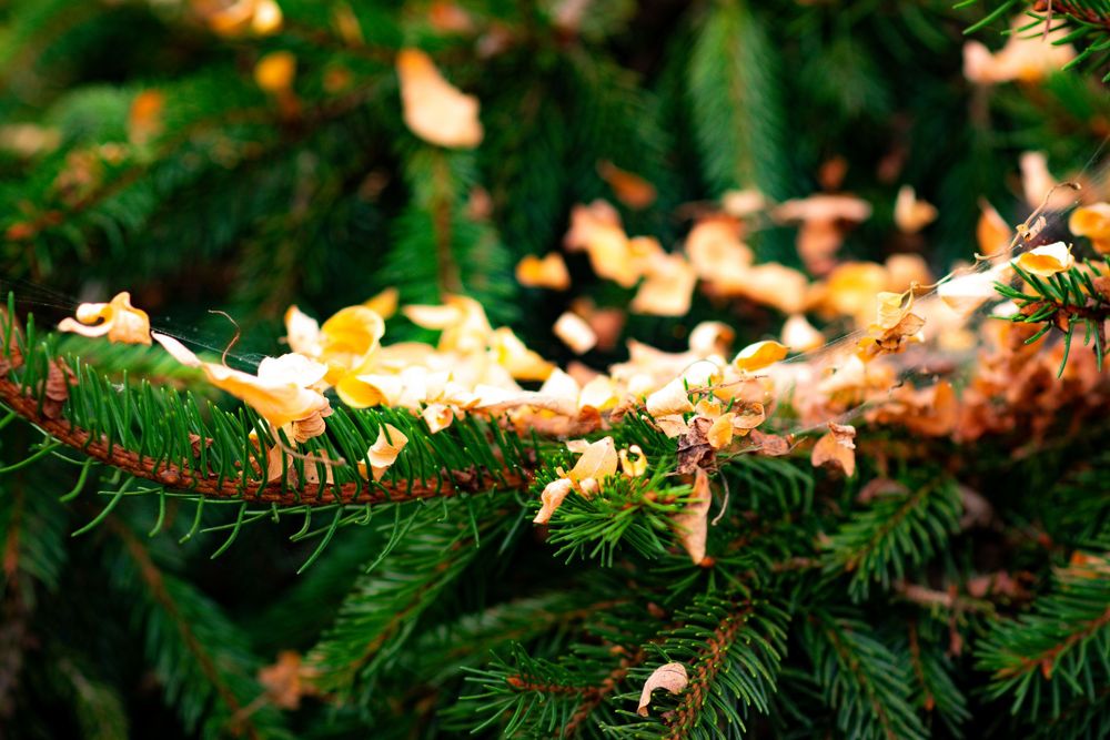 Yellow autumn leaves rest on green pine branches in soft natural lighting.