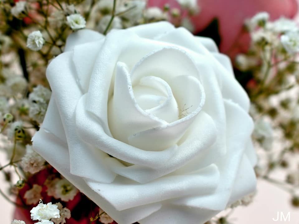 Pure white rose in full bloom with delicate petals against a pink background.