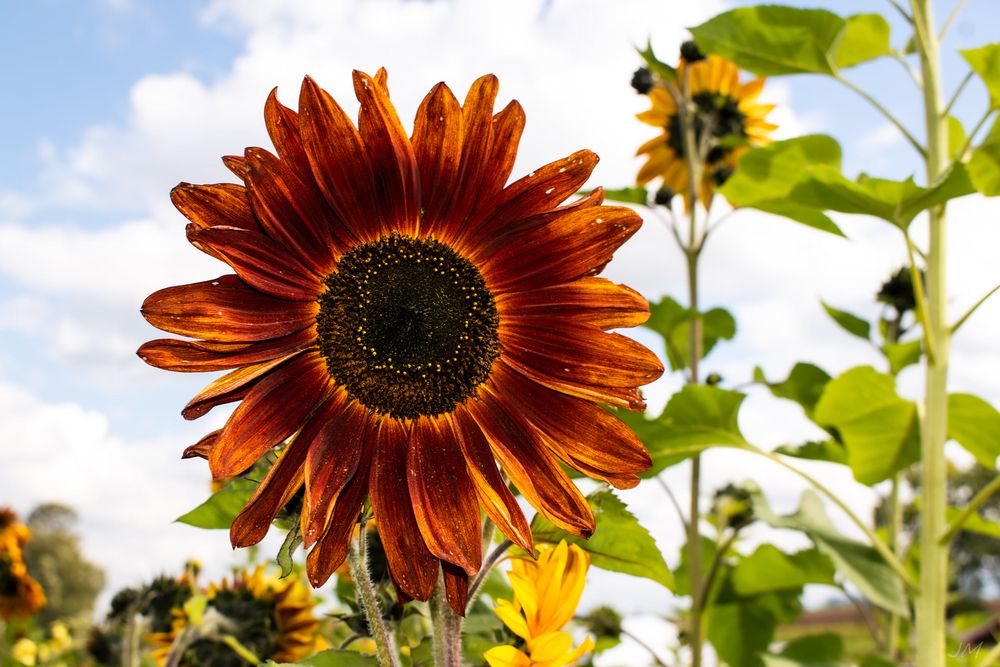 Red-orange sunflower with dark center blooming against blue sky.