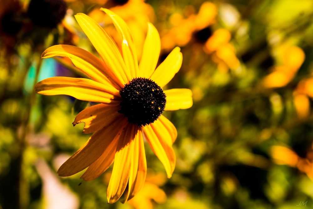 Vibrant yellow black-eyed susan flower in close-up with blurred background.